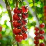 Paras kasvihuone vertailu